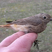 Svart rödstjärt, Sundre 20050511